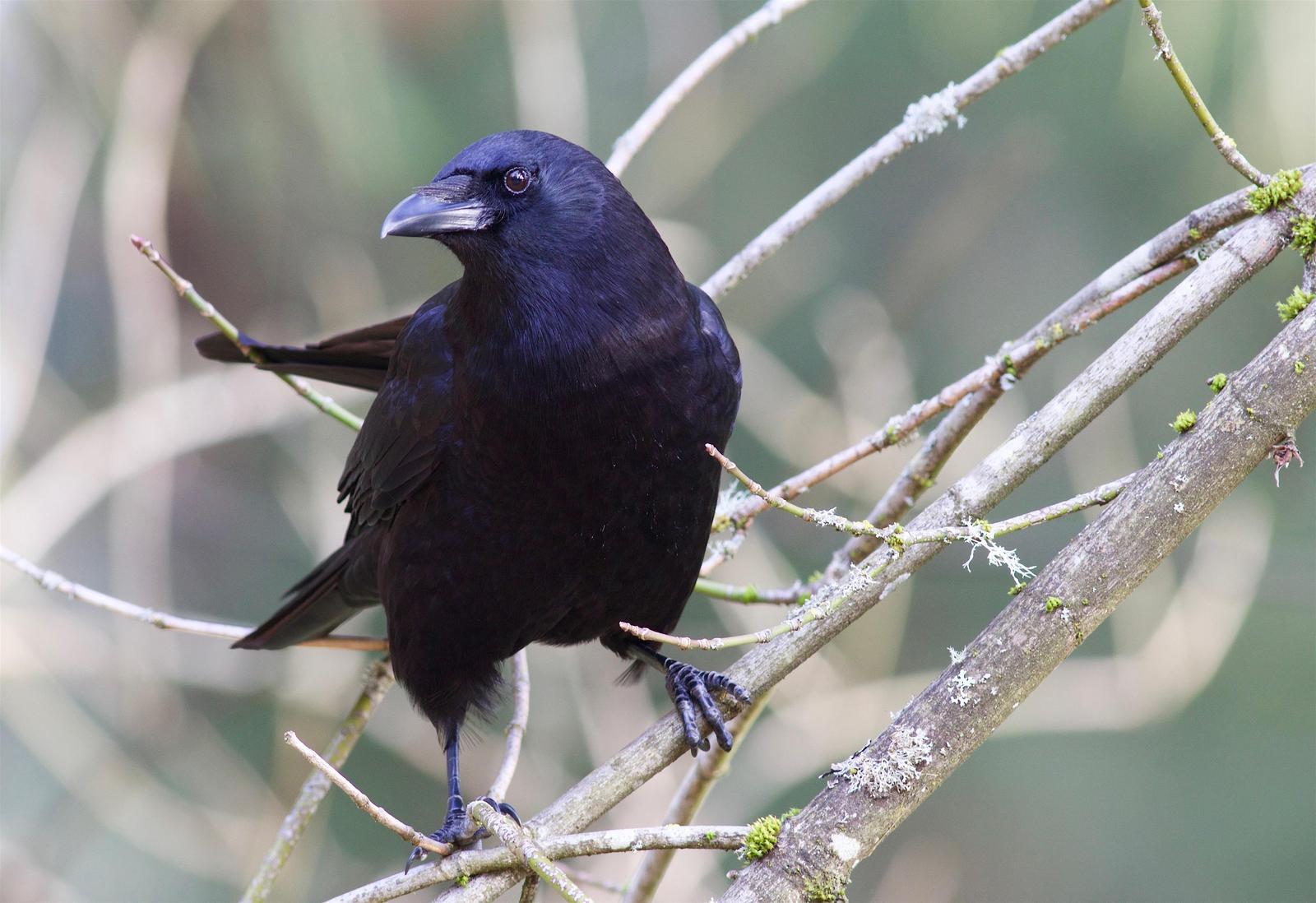 American Crow Photo by Kathryn Keith