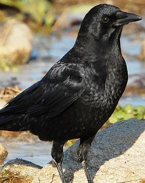 American Crow Photo by Pete Myers