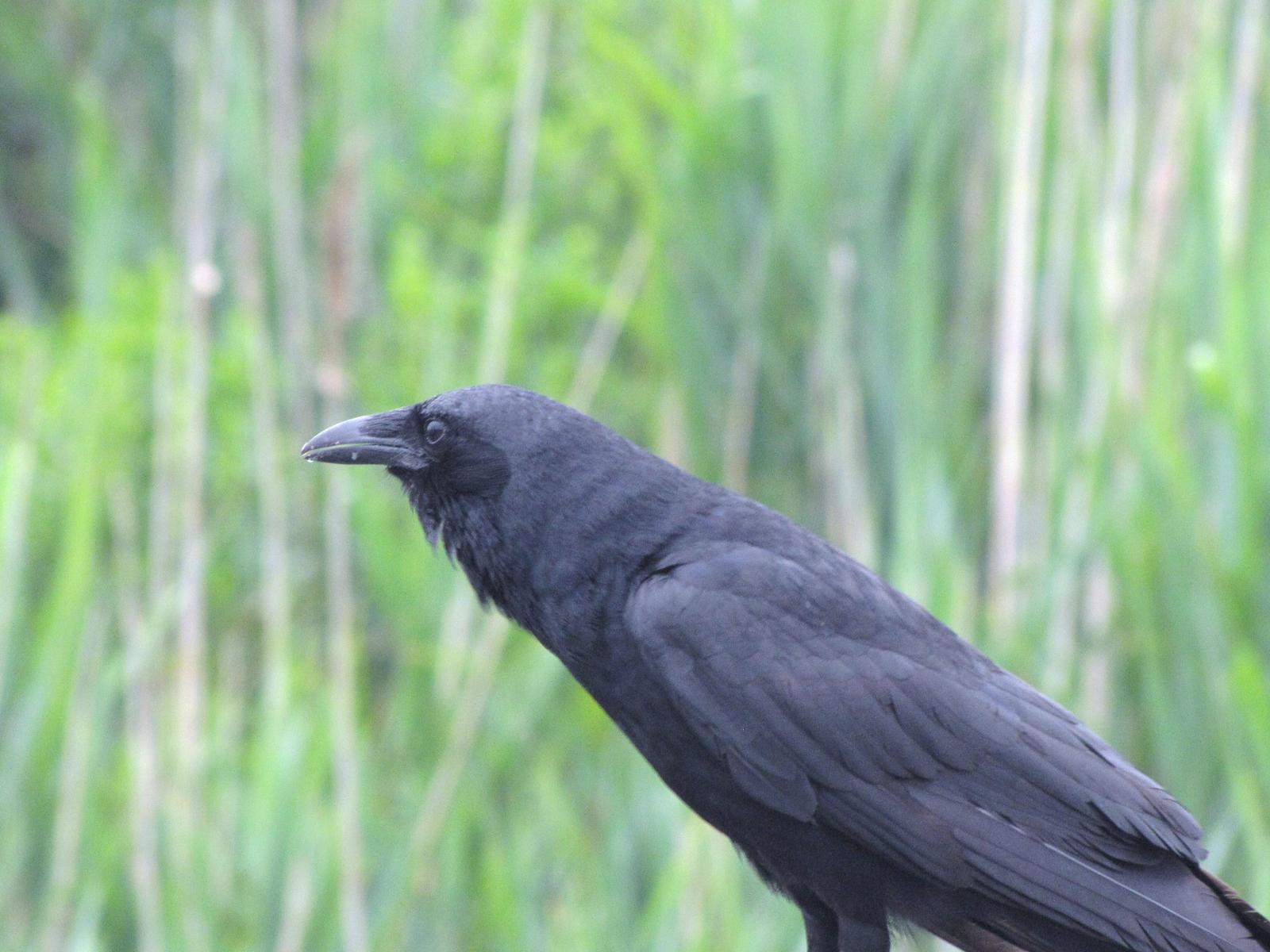 American Crow Photo by Barbara Verdeschi