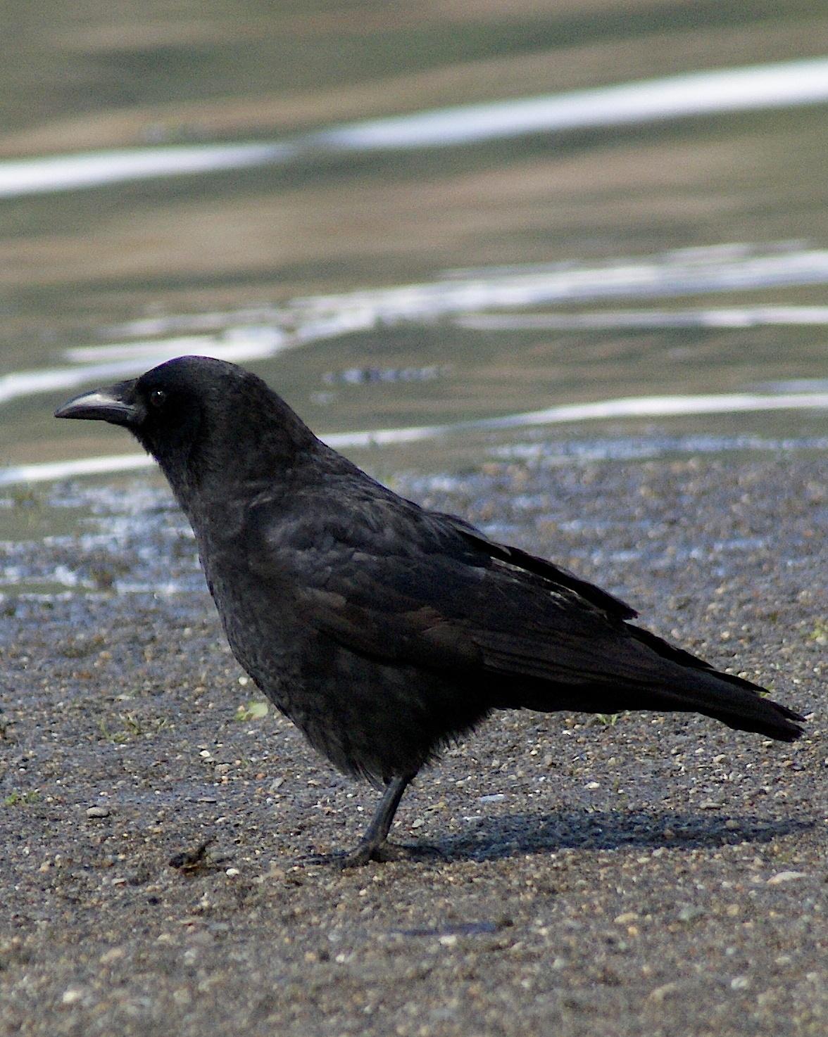 Northwestern Crow Photo by Gerald Hoekstra