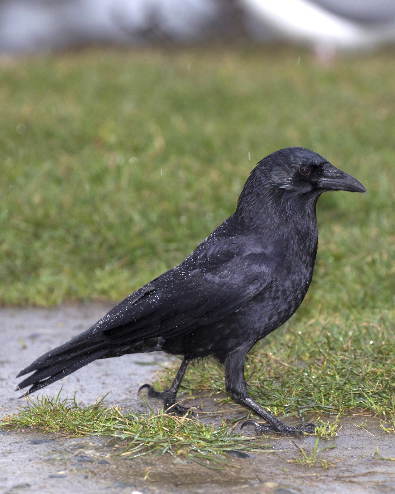 Northwestern Crow Photo by Jeff Moore