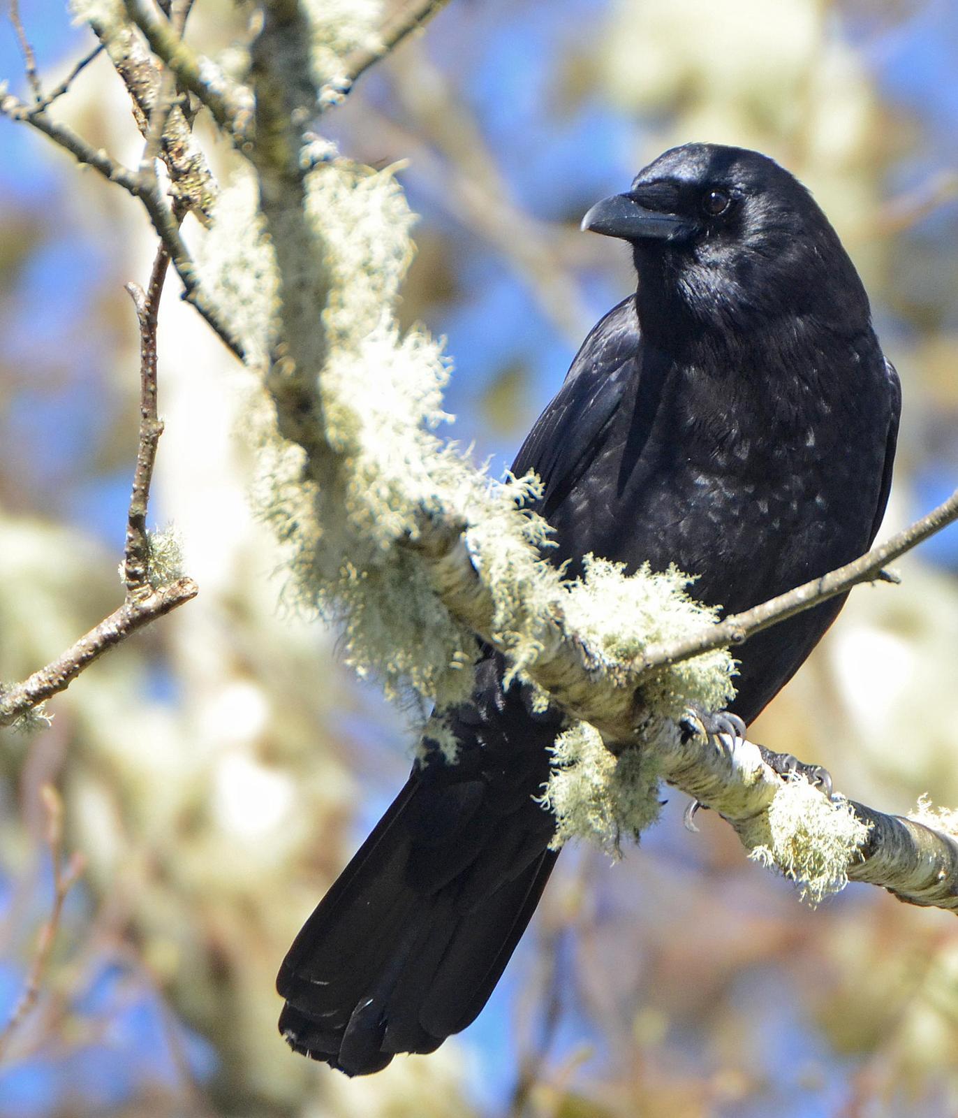 Northwestern Crow Photo by Steven Mlodinow
