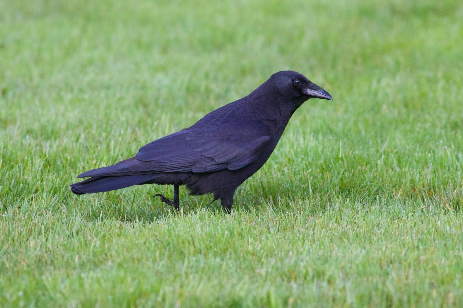 Northwestern Crow Photo by Tom Ford-Hutchinson