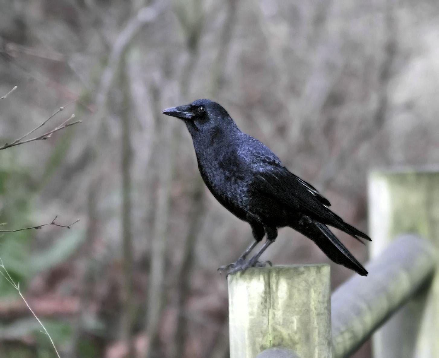 Northwestern Crow Photo by Joseph Pescatore