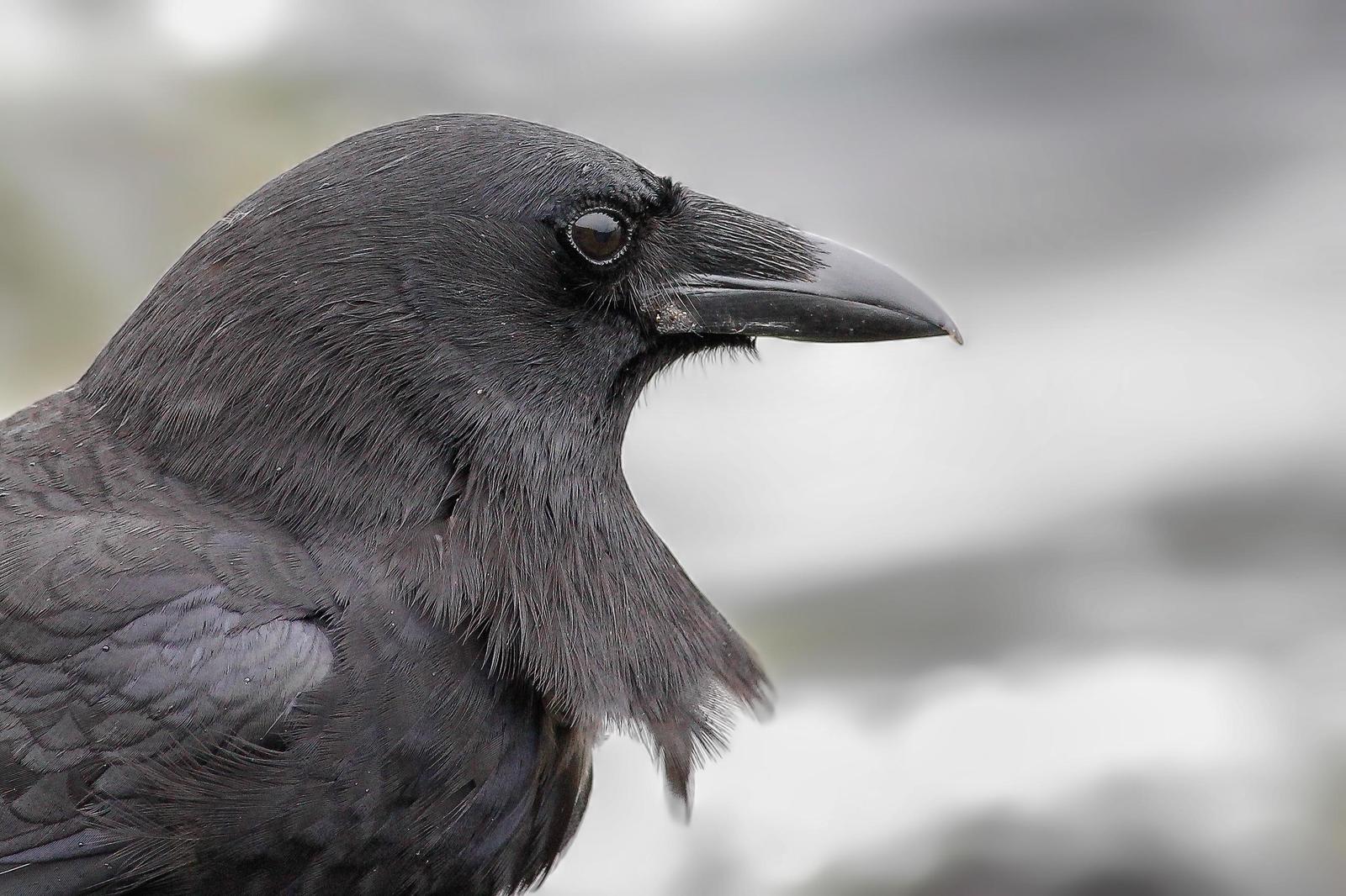 Northwestern Crow Photo by Jeff Schwilk