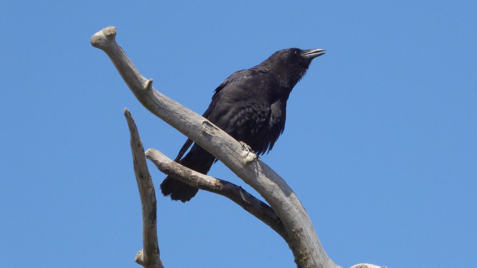 Northwestern Crow Photo by Daliel Leite