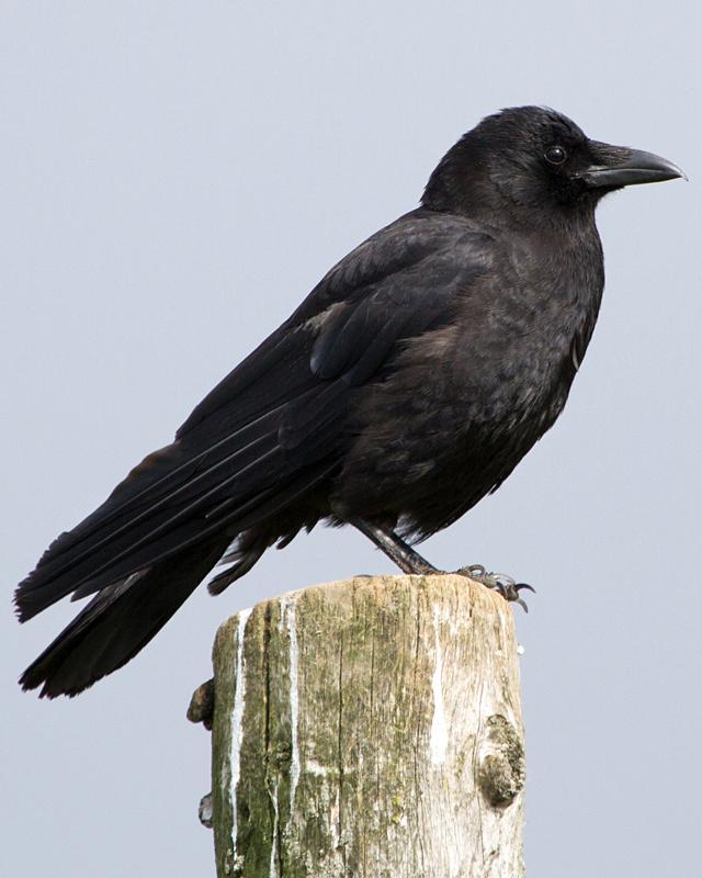 Northwestern Crow Photo by Ashley Bradford