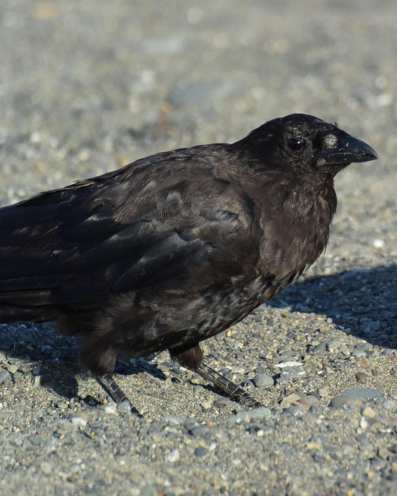 Northwestern Crow Photo by Emily Percival