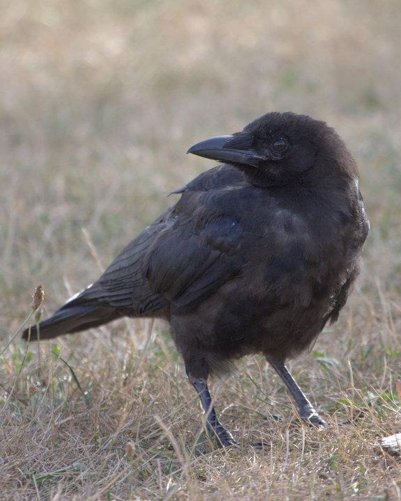 Northwestern Crow Photo by Mat Gilfedder