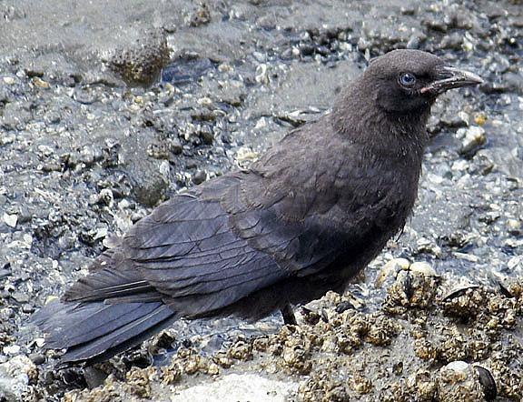 Northwestern Crow Photo by Dan Tallman