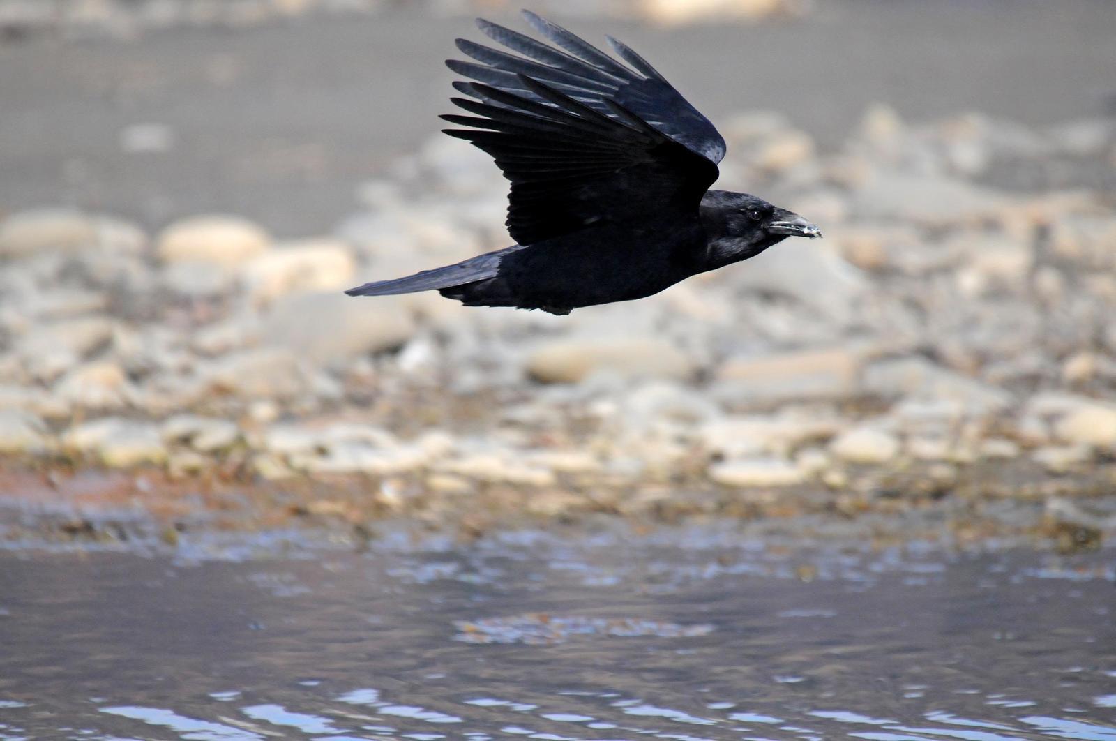 Northwestern Crow Photo by Steven Mlodinow
