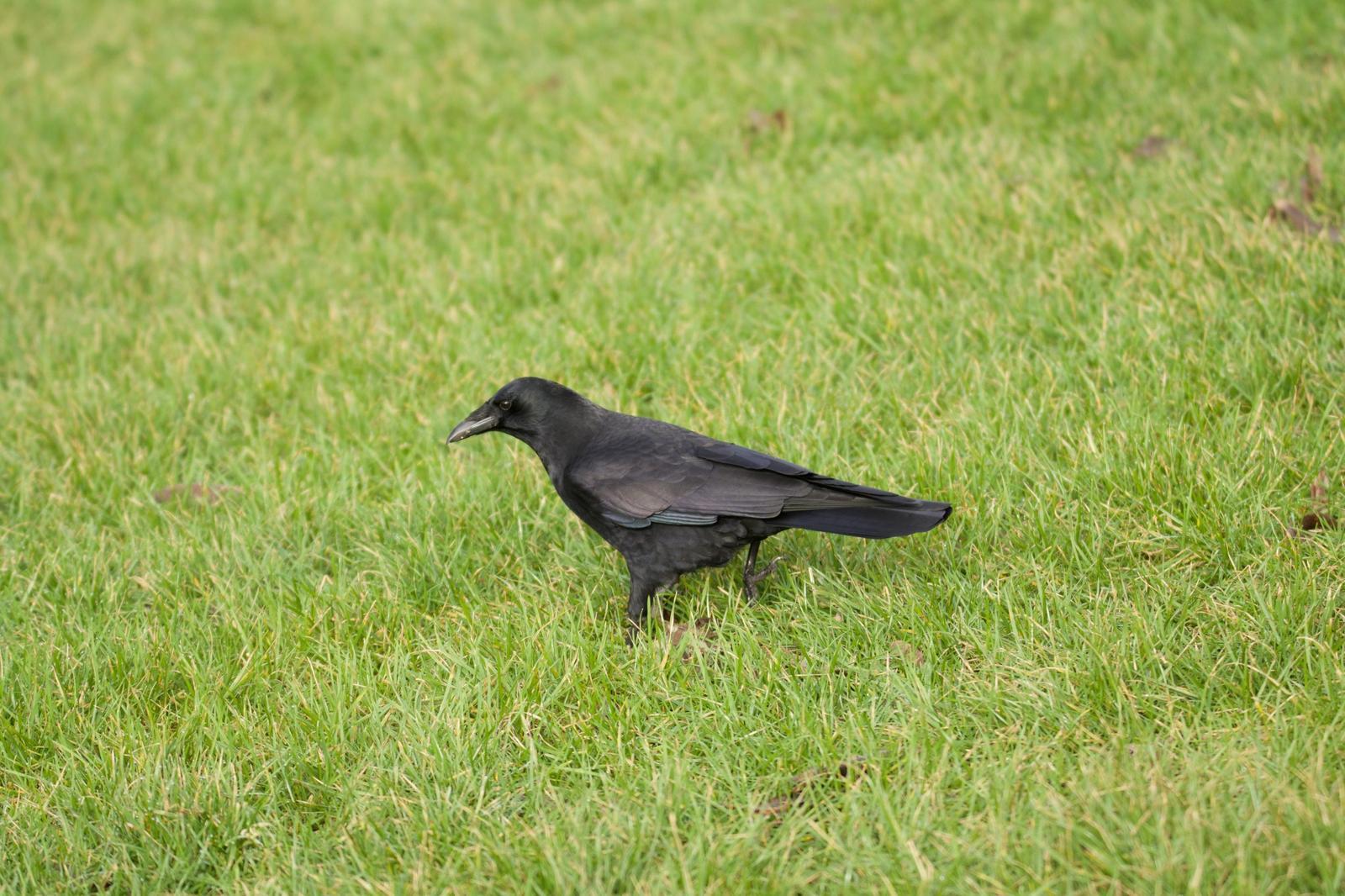 Northwestern Crow Photo by Brian Avent