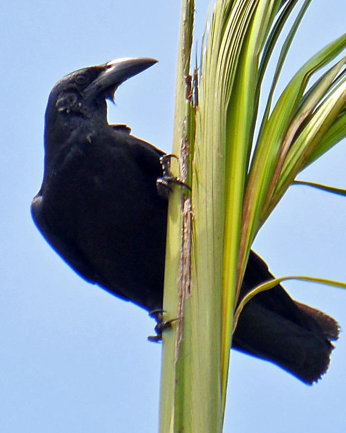 Cuban Crow Photo by Ollie Oliver