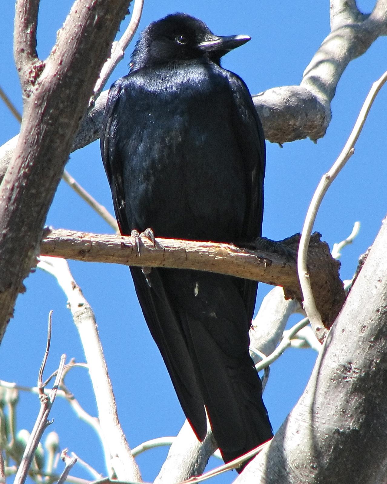 Sinaloa Crow Photo by Joan Powell