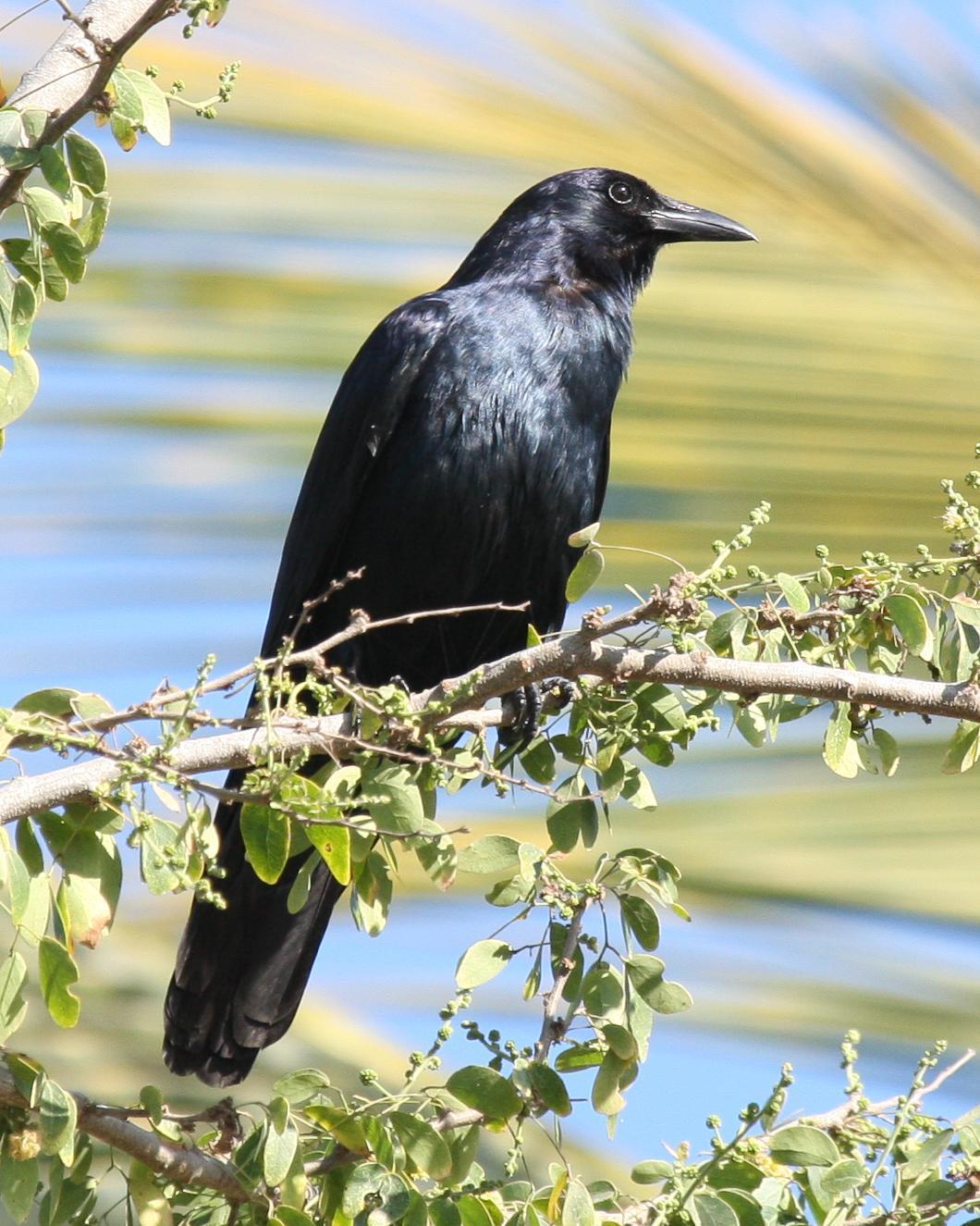 Sinaloa Crow Photo by Robert Lewis