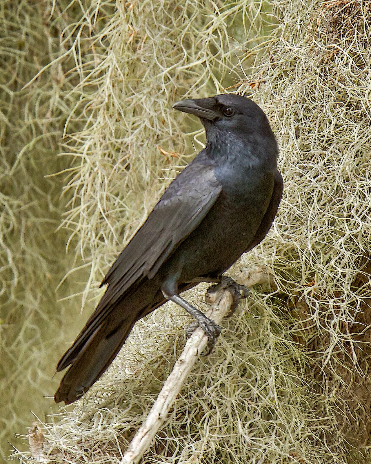 Fish Crow Photo by JC Knoll