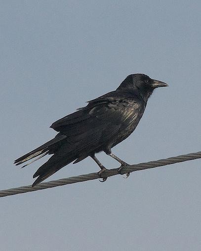 Fish Crow Photo by Gerald Hoekstra