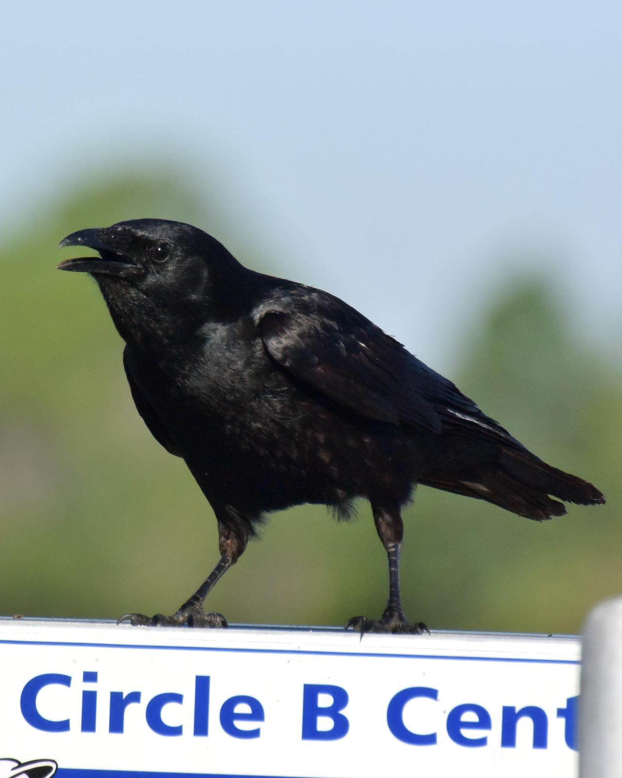 Fish Crow Photo by Emily Percival