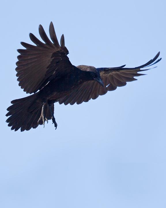 Fish Crow Photo by Mat Gilfedder