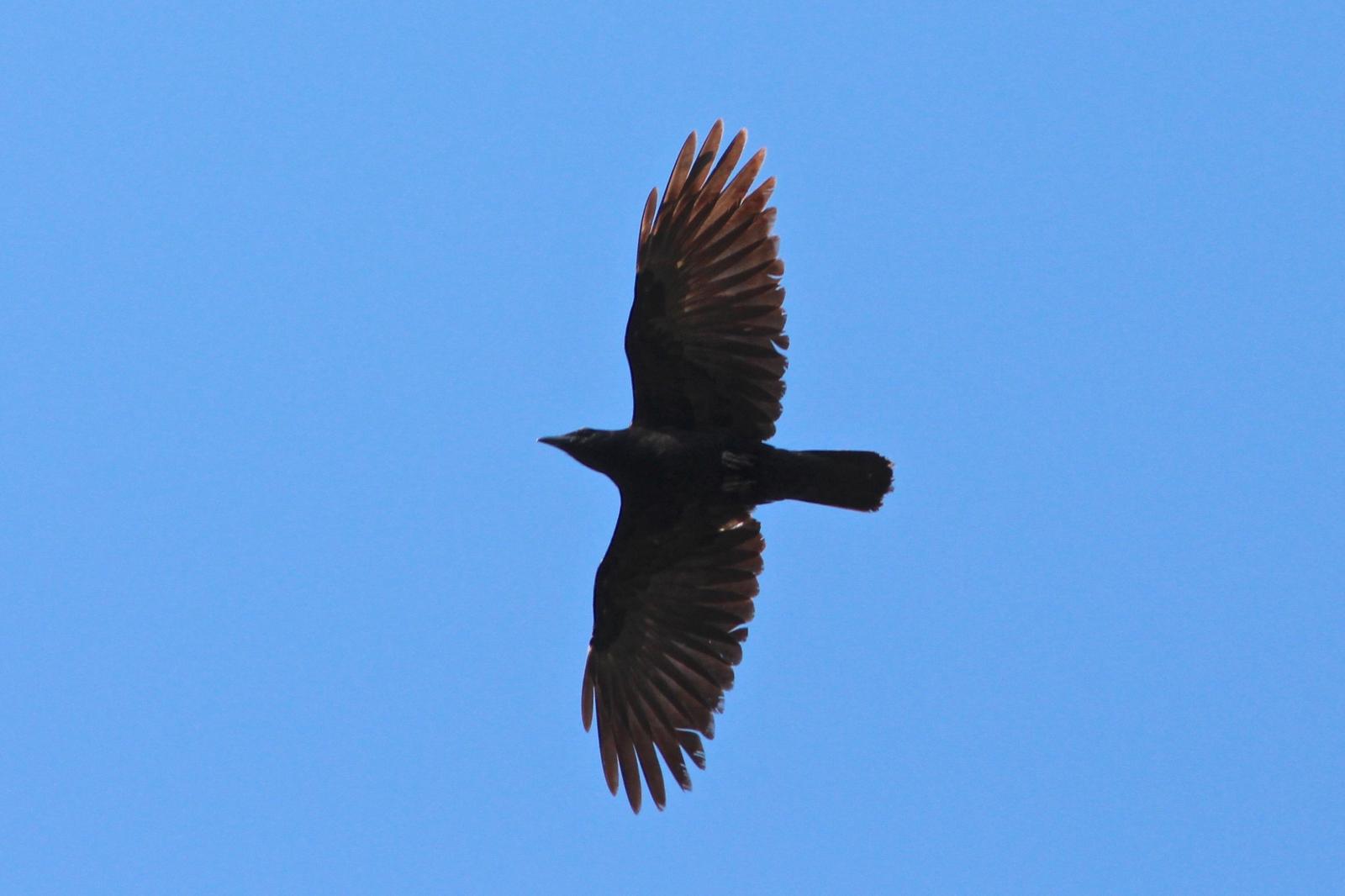 Fish Crow Photo by Oscar Johnson