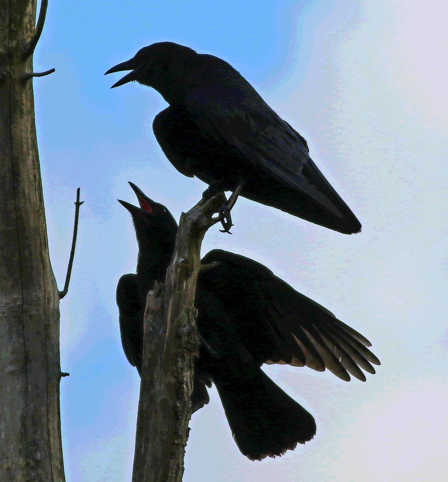 Fish Crow Photo by Tom Gannon