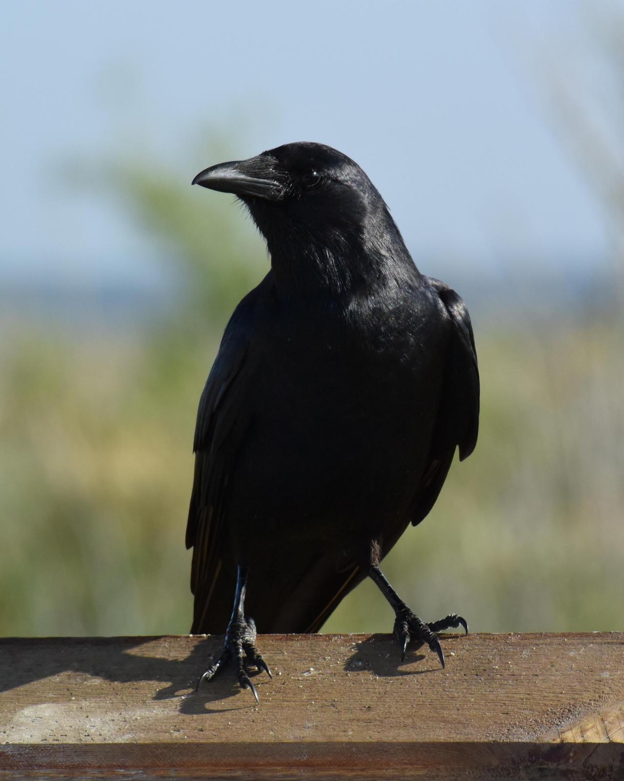 Fish Crow Photo by Emily Percival