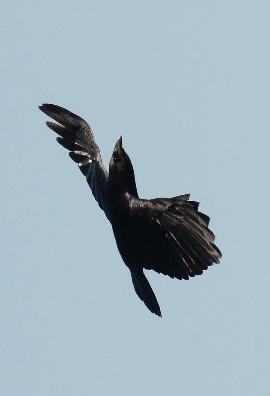 Fish Crow Photo by Steven Mlodinow