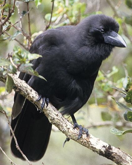 Hawaiian Crow Photo by Jack Jeffrey