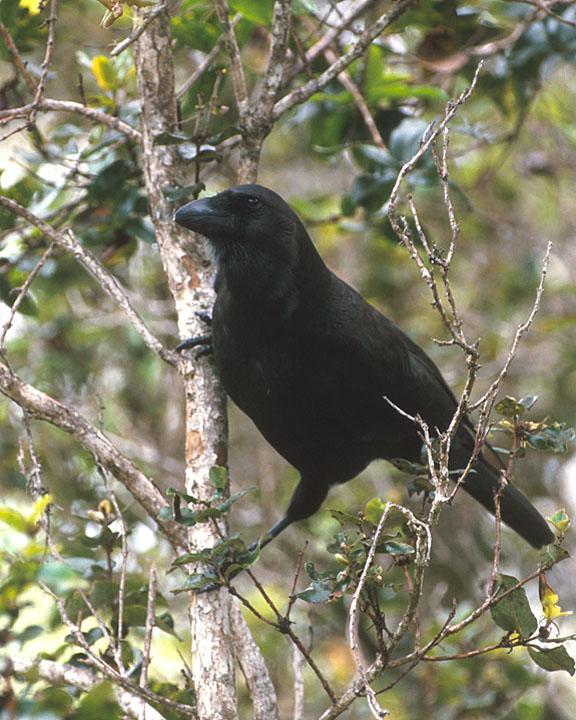 Hawaiian Crow Photo by Jack Jeffrey