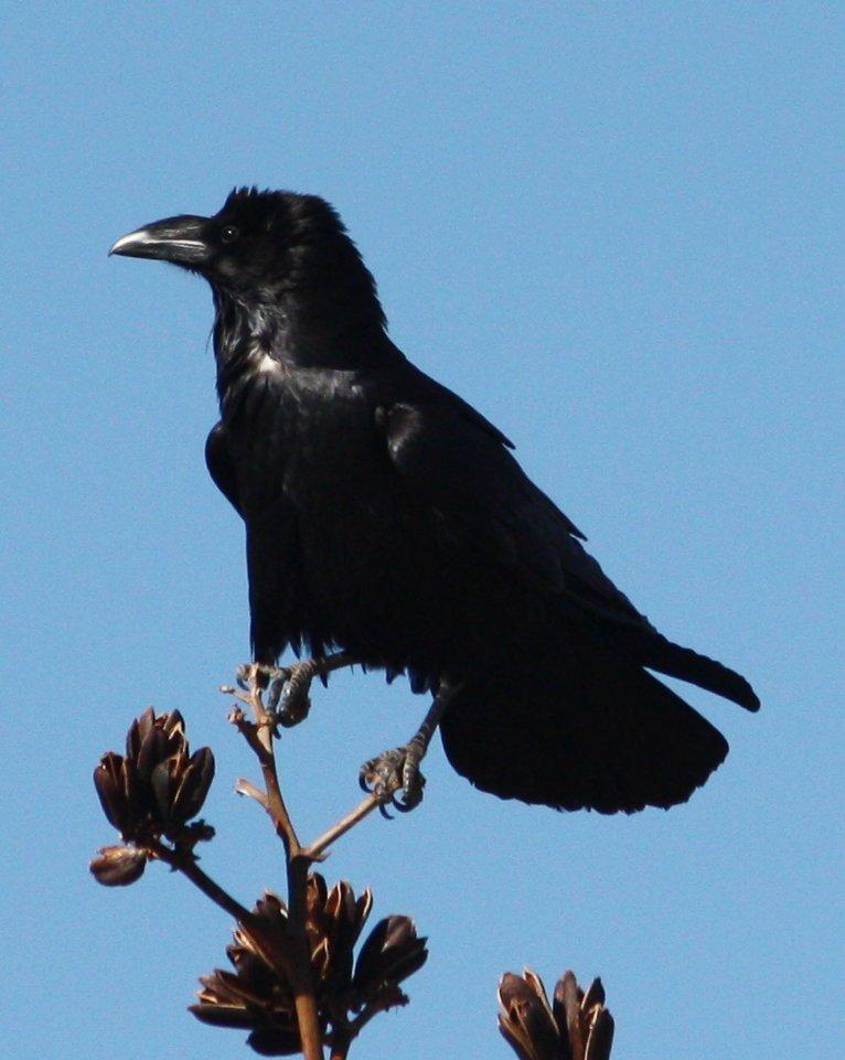 Chihuahuan Raven Photo by Andrew Core