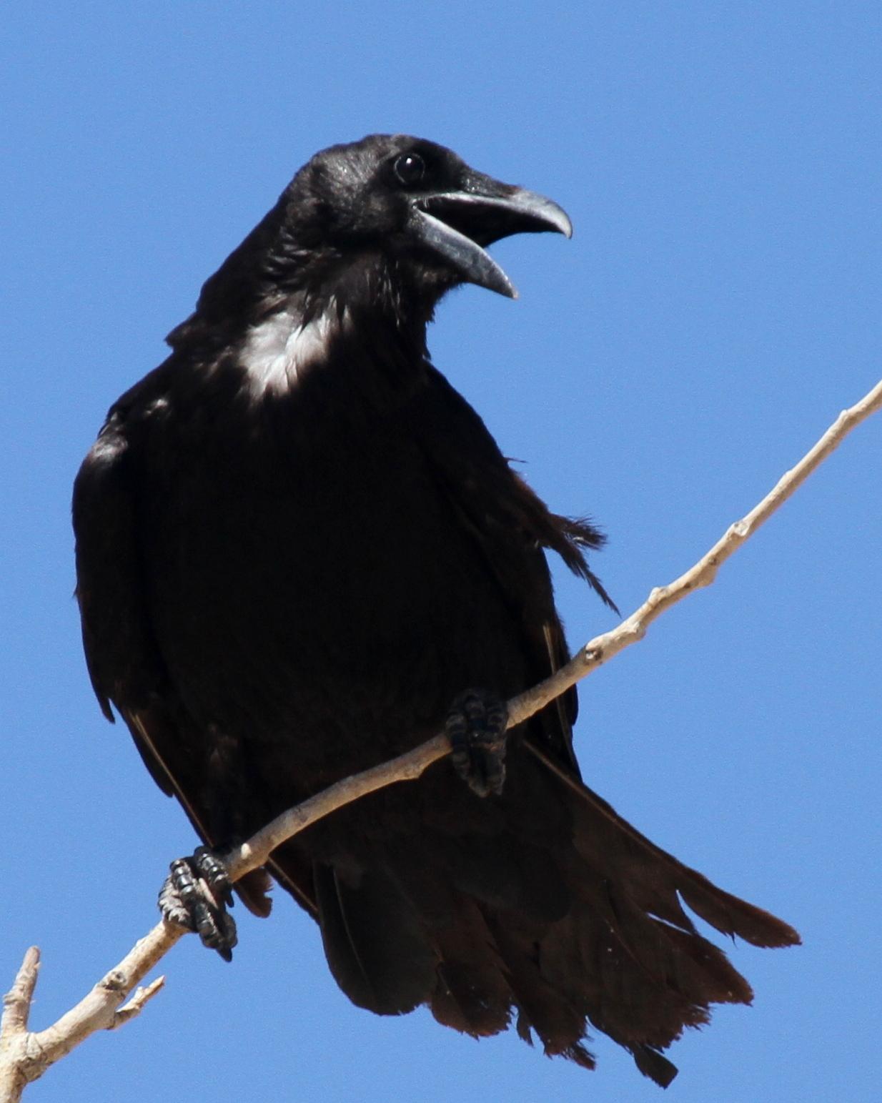 Chihuahuan Raven Photo by Matthew Grube