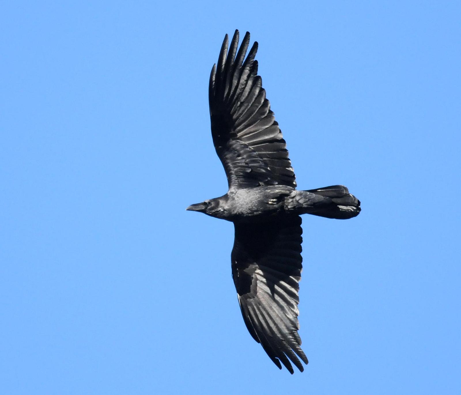 Chihuahuan Raven Photo by Steven Mlodinow