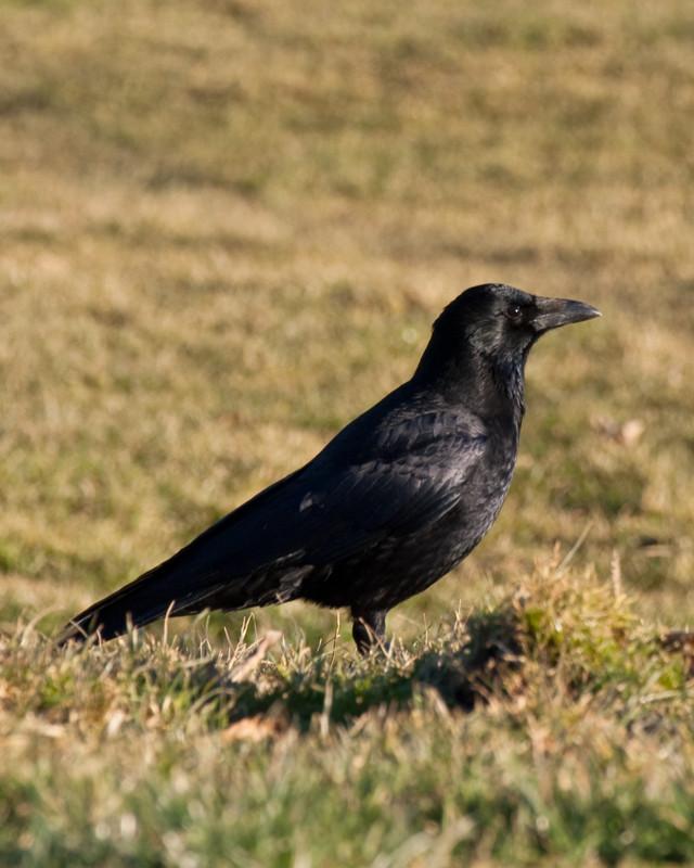 Carrion Crow Photo by Natalie Raeber