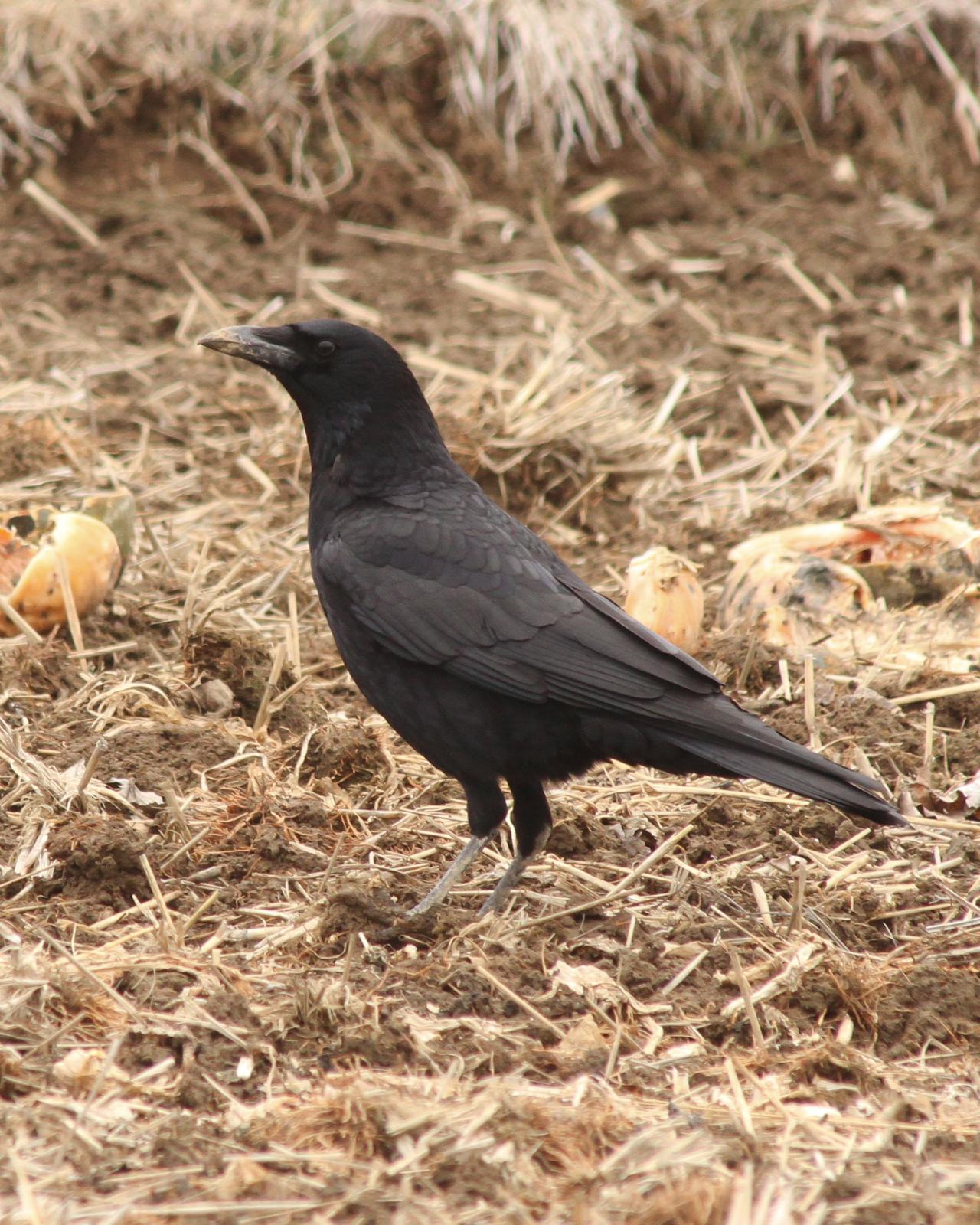 Carrion Crow Photo by Kasia  Ganderska Someya 