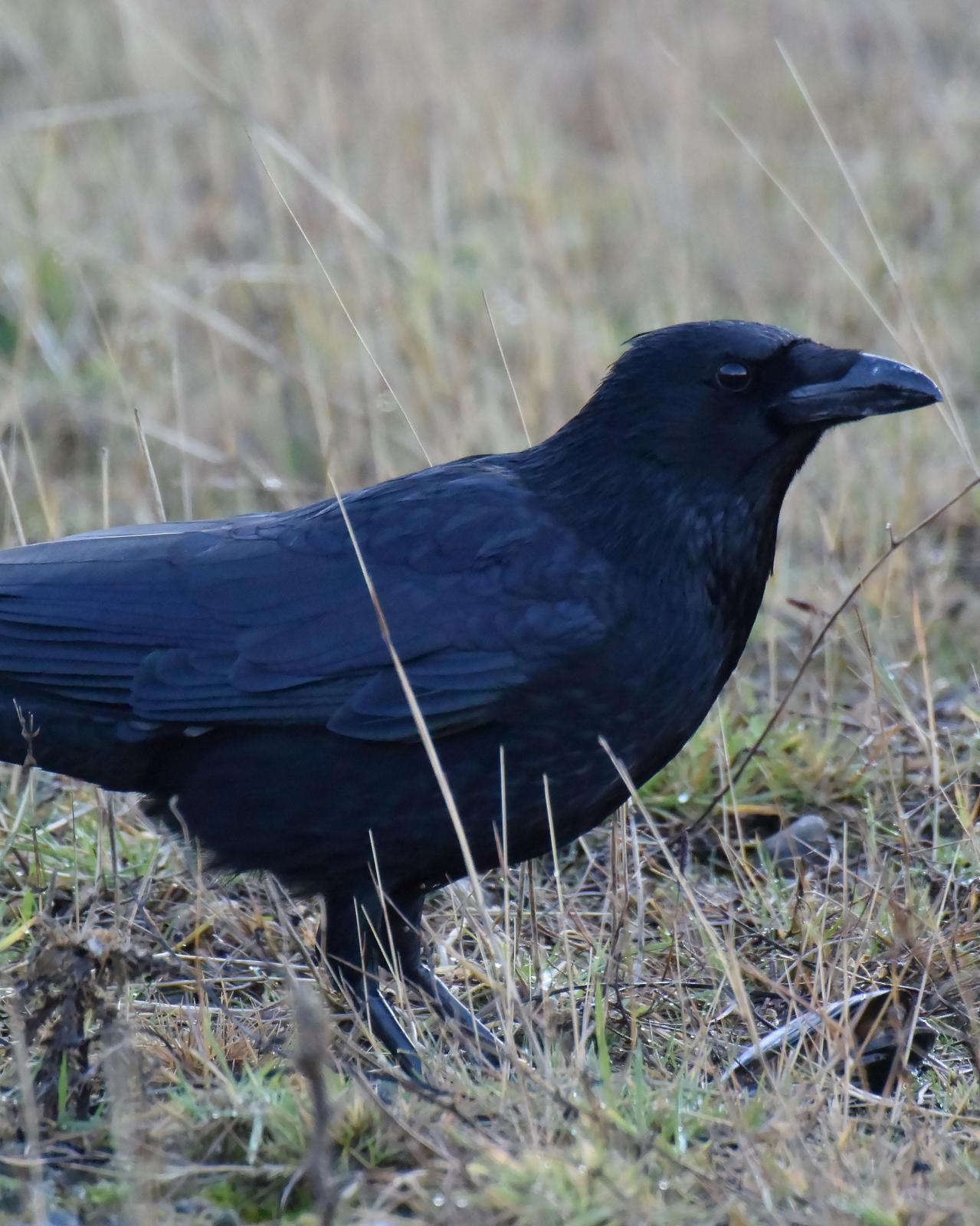 Carrion Crow Photo by Steve Percival