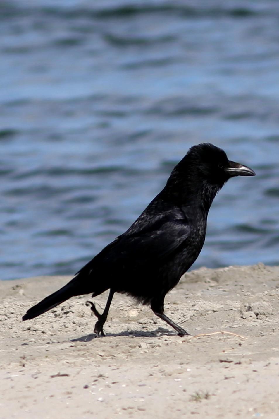 Carrion Crow Photo by Rohan van Twest