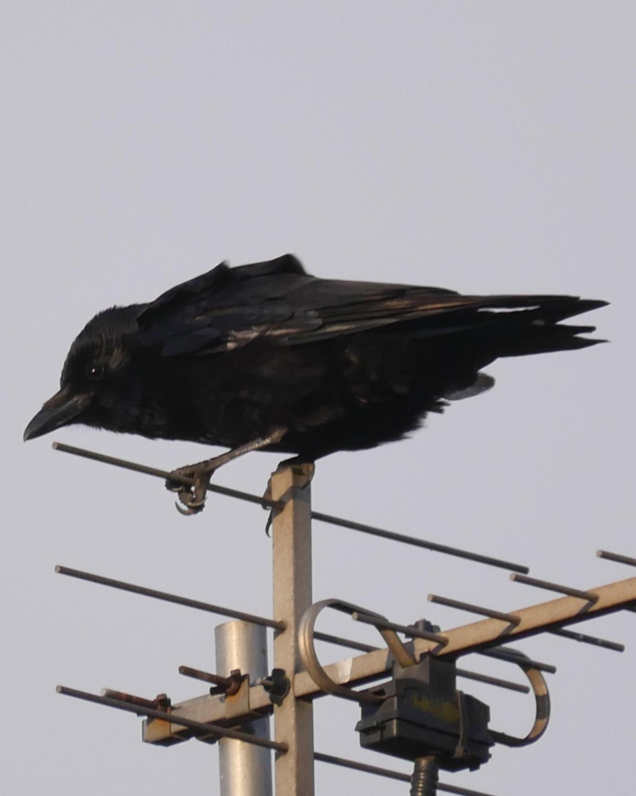 Carrion Crow Photo by Peter Lowe