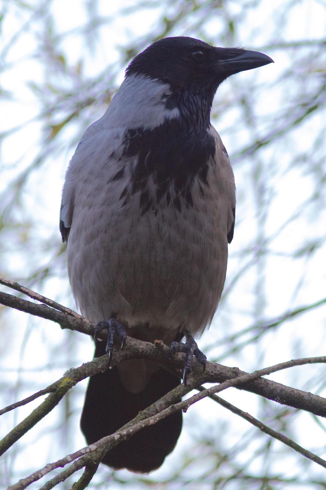 Hooded Crow Photo by Eric Liskay