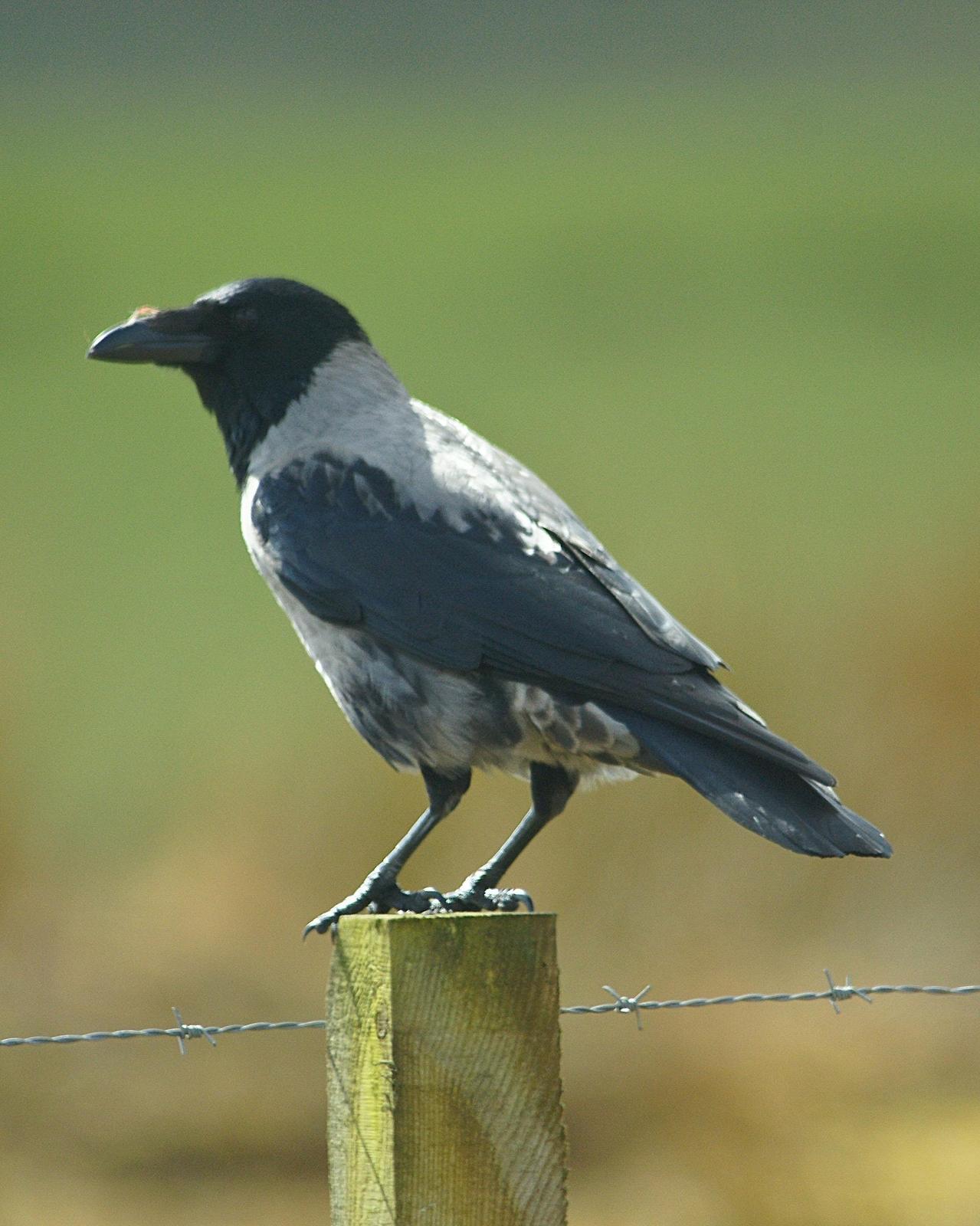 Hooded Crow Photo by Steve Percival