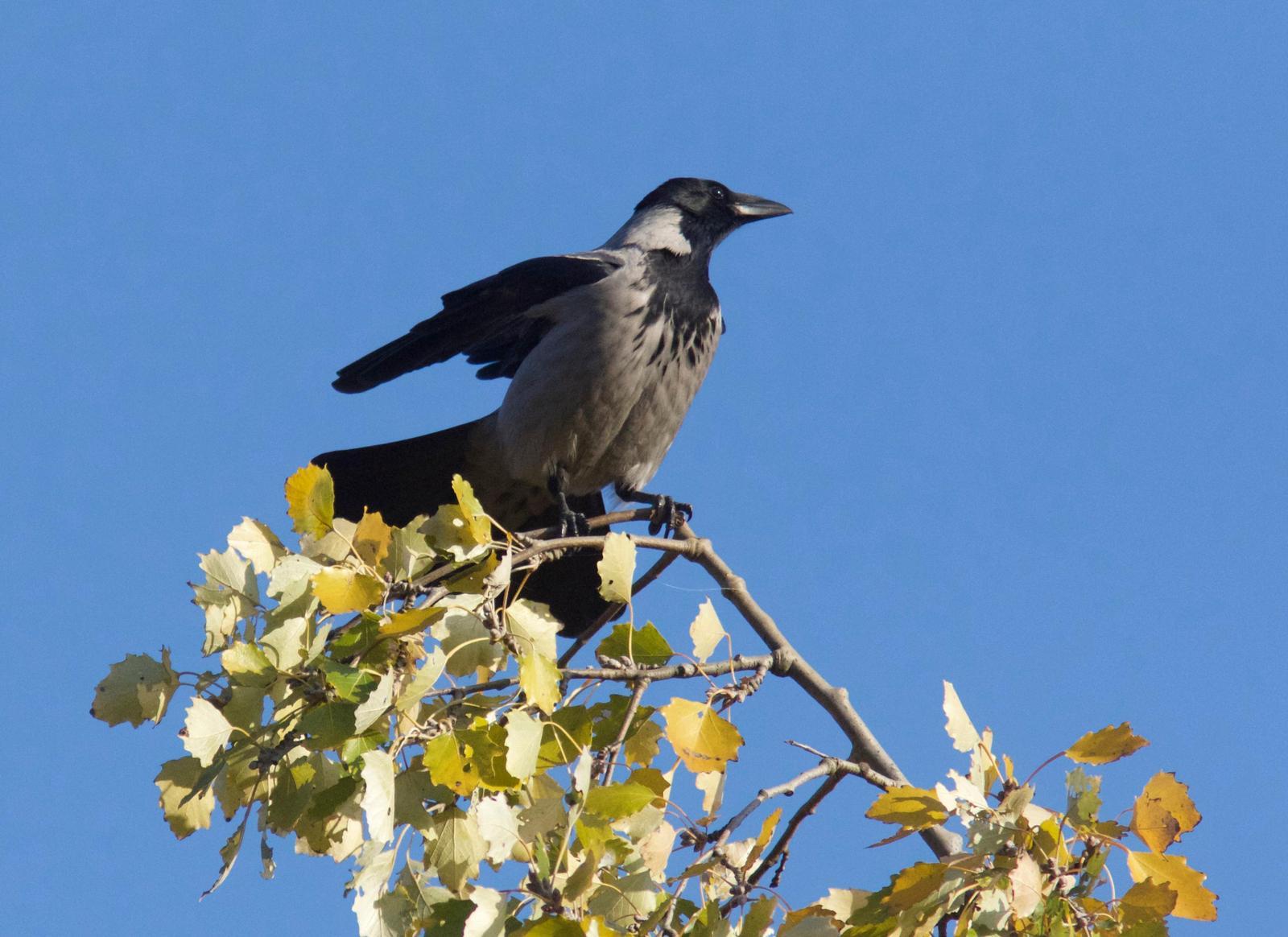 Hooded Crow Photo by Emily Willoughby