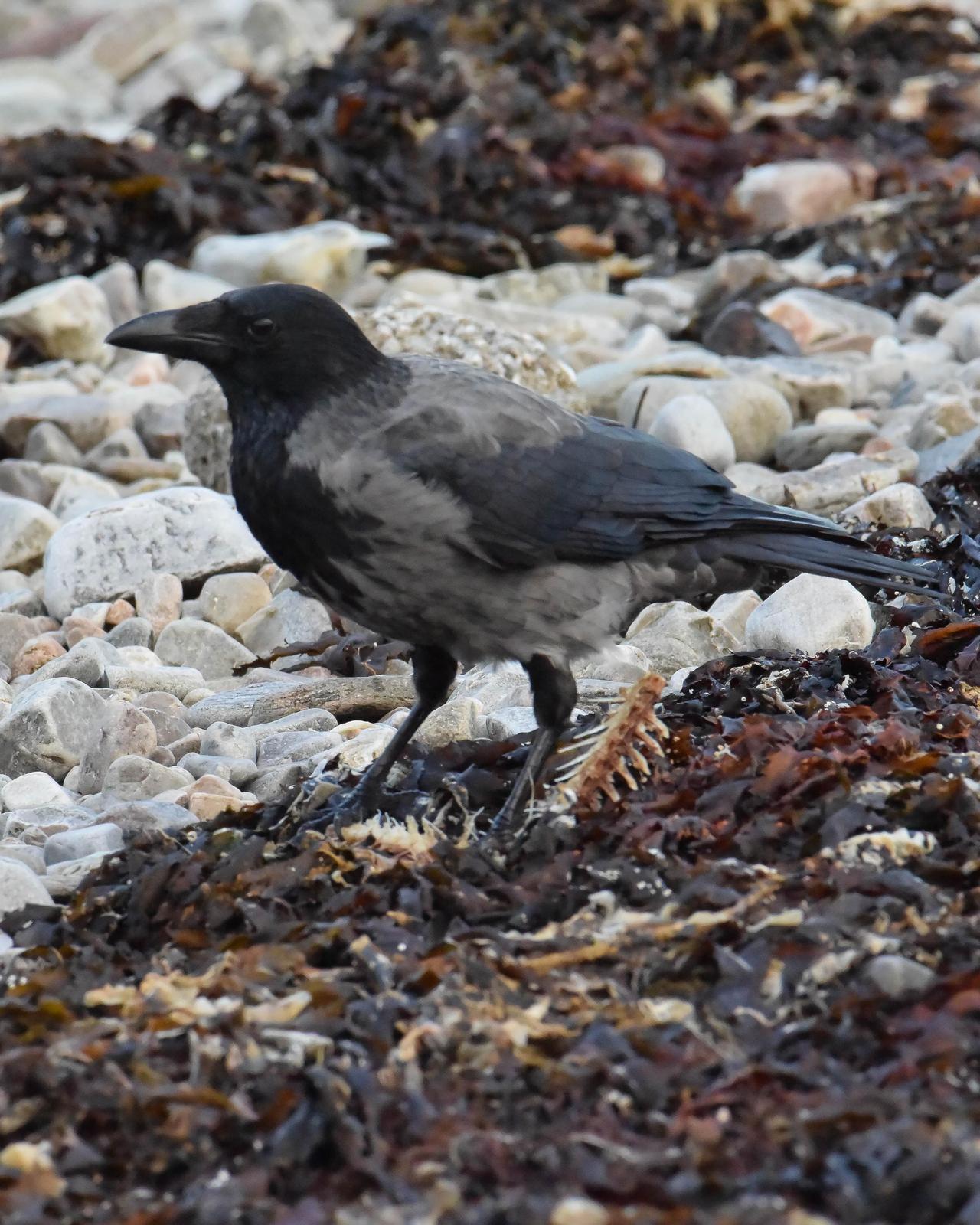 Hooded Crow Photo by Steve Percival