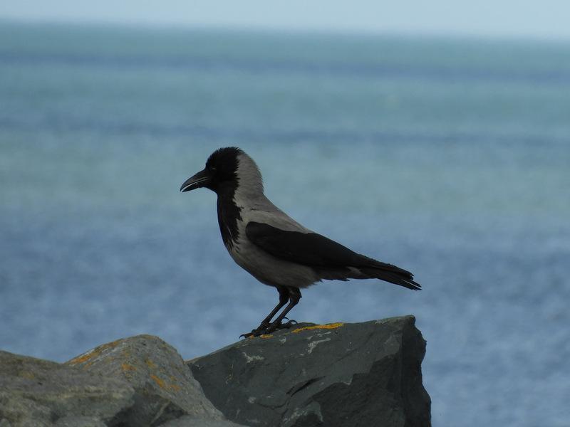 Hooded Crow Photo by Jeff Harding