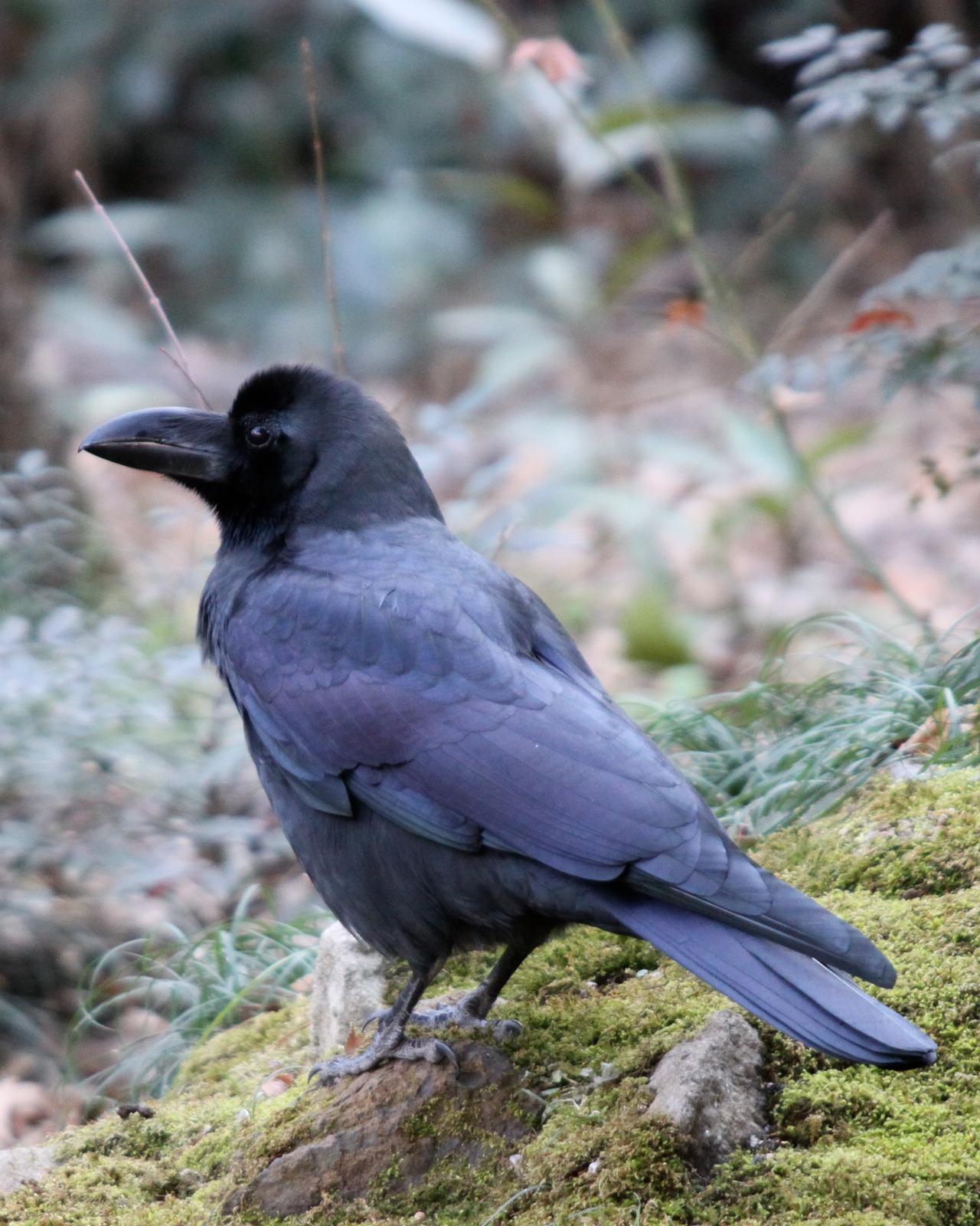 Large-billed Crow Photo by Kasia  Ganderska Someya 
