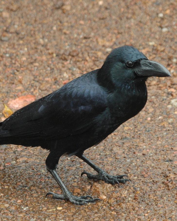 Large-billed Crow Photo by John Mittermeier