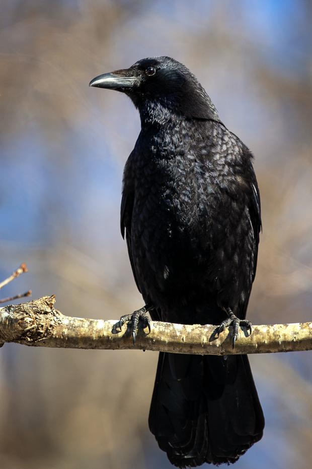 Large-billed Crow Photo by Julie Edgley