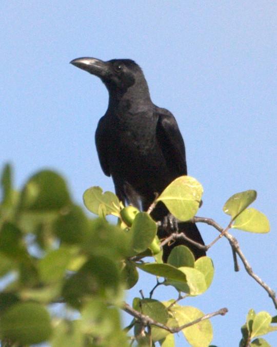 Large-billed Crow Photo by Mat Gilfedder