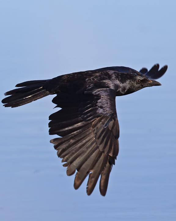 Little Crow Photo by Mat Gilfedder