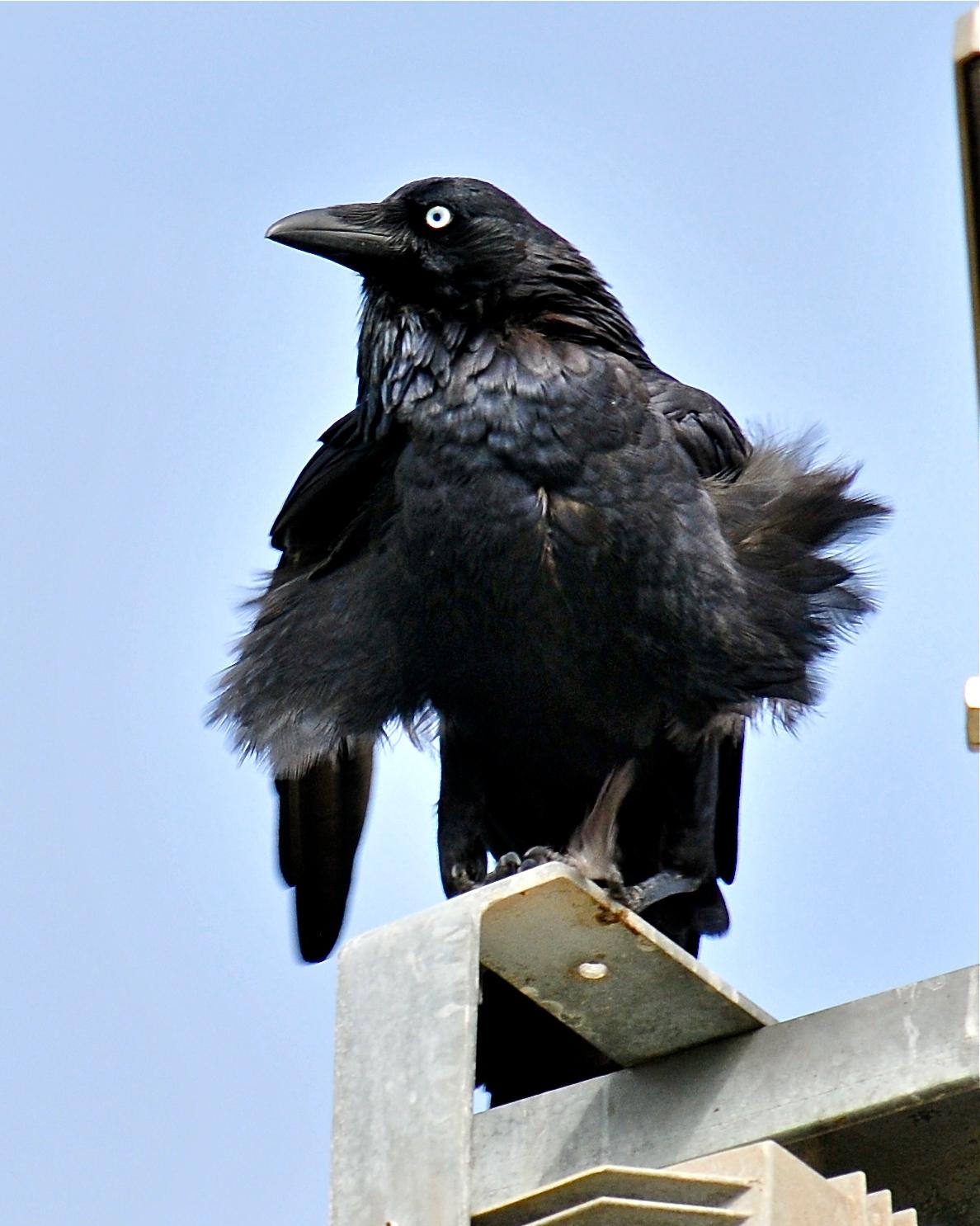 Australian Raven Photo by Gerald Friesen