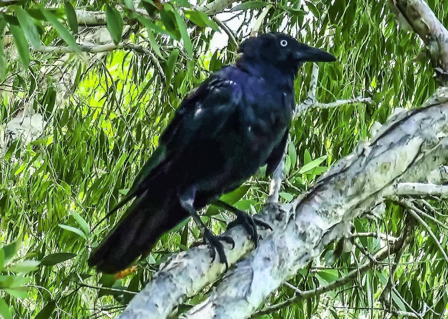 Australian Raven Photo by Mason Rose