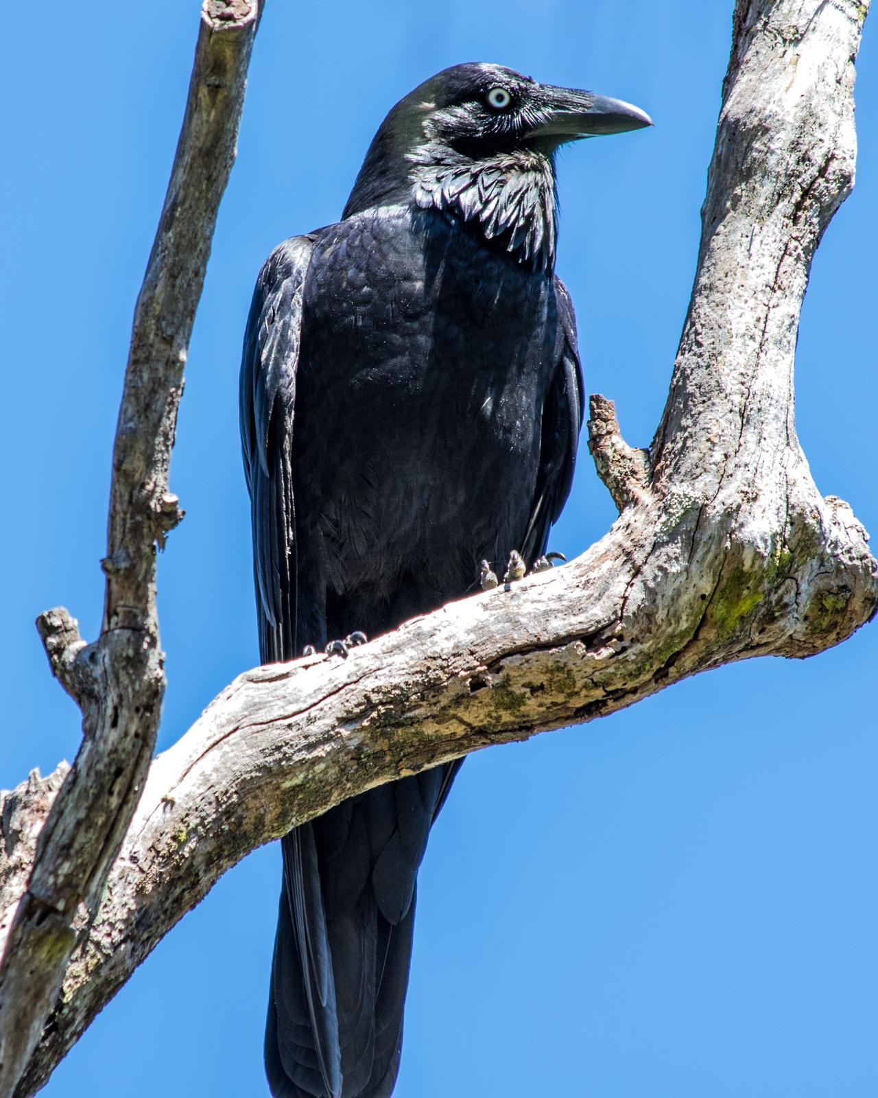 Australian Raven Photo by Mark Baldwin